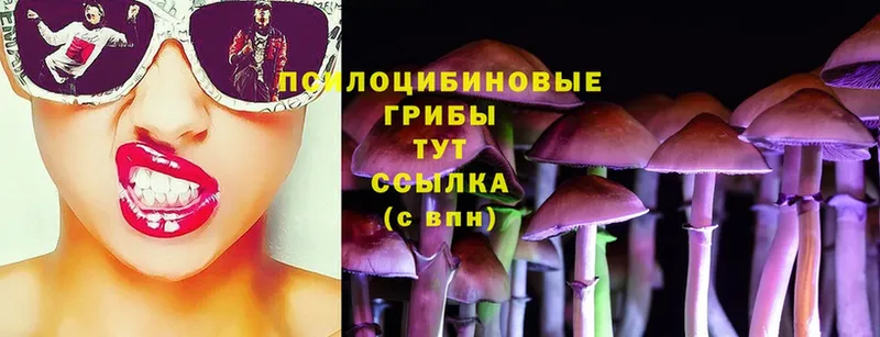 OMG как войти  сколько стоит  Гай  Галлюциногенные грибы Psilocybe 